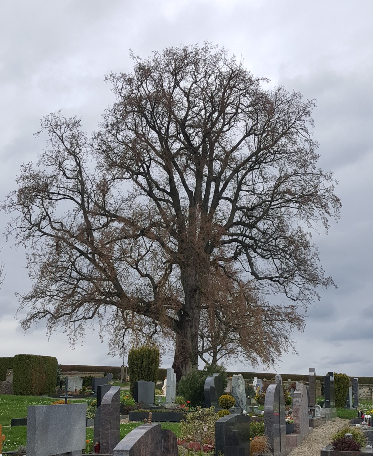 Ein Naturdenkmal: die Ulme im Friedhof Bonfeld (Foto: Stadt Bad Rappenau)