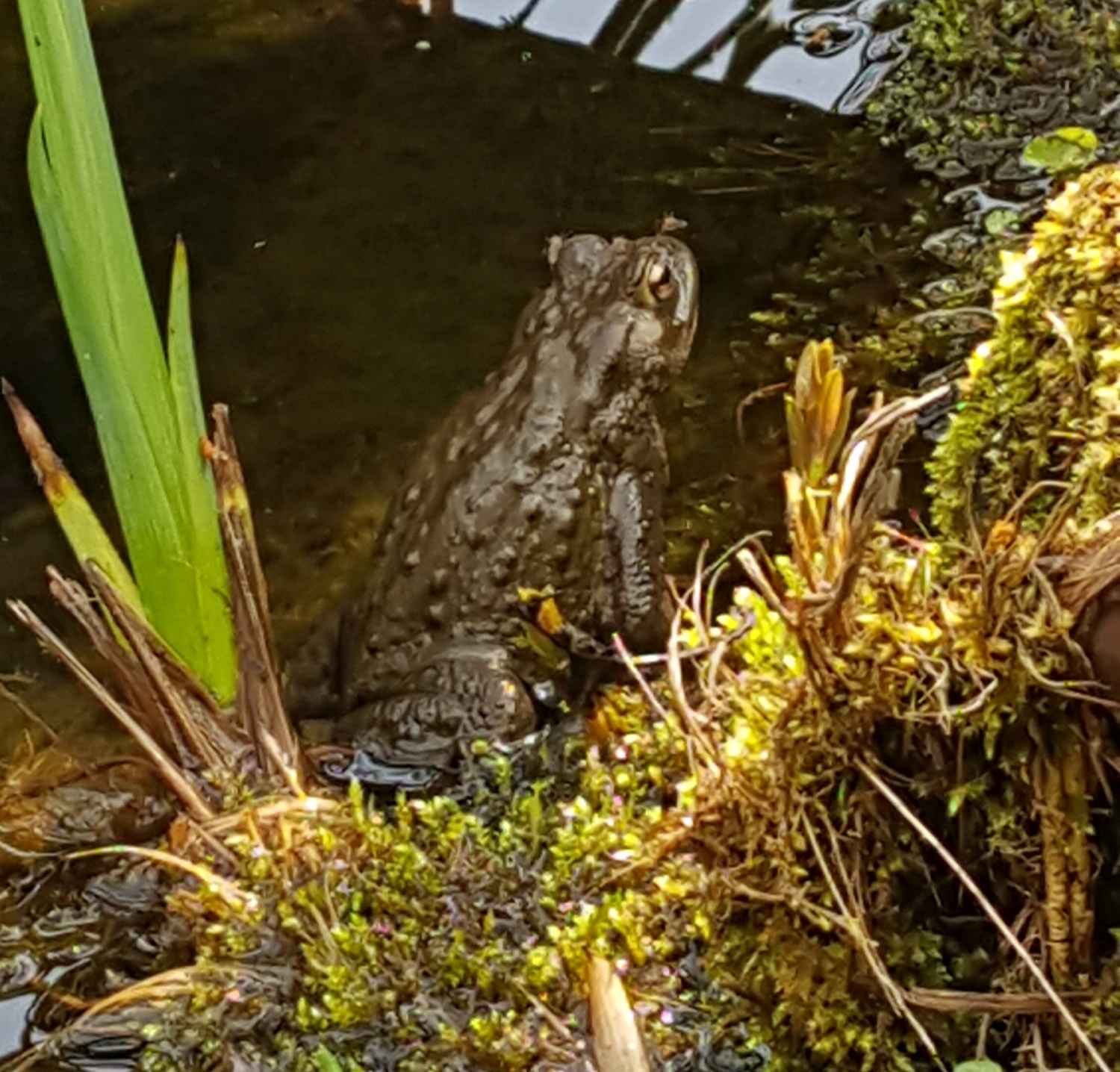 Erdkröte - sicher am Ziel - dank Ihrer Rücksichtnahme! (Bild: privat)