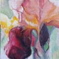 0626-Ausstellung-Kolb_Iris_orange.jpg
