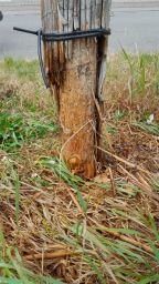 Beschädigter Baum in Heinsheim